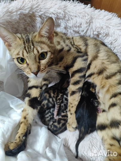 Бенгальские котята
