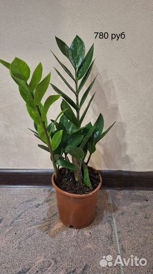 Замиокулькас