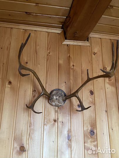 Рога оленя