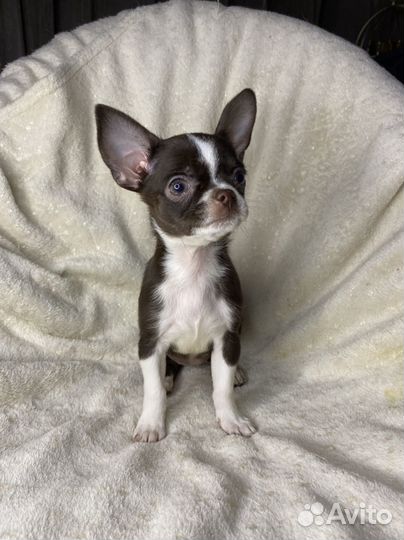 Щенки чихуахуа