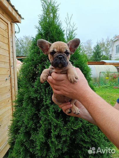 Французский бульдог щенки с документами