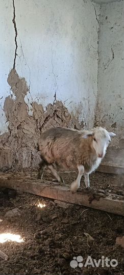 Овцы бараны