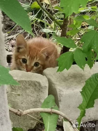 Чудесные котята в добрые руки