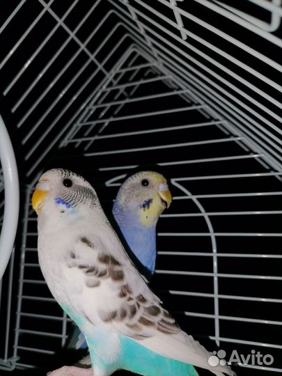 Волнистый попугай с клеткой