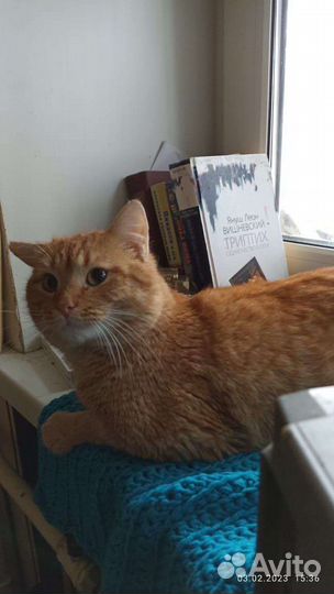 Кот в добрые руки