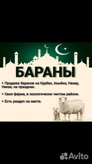 Овцы бараны