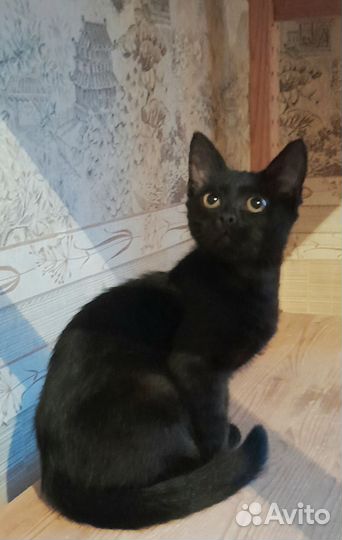 Черный котенок мальчик 3 месяца