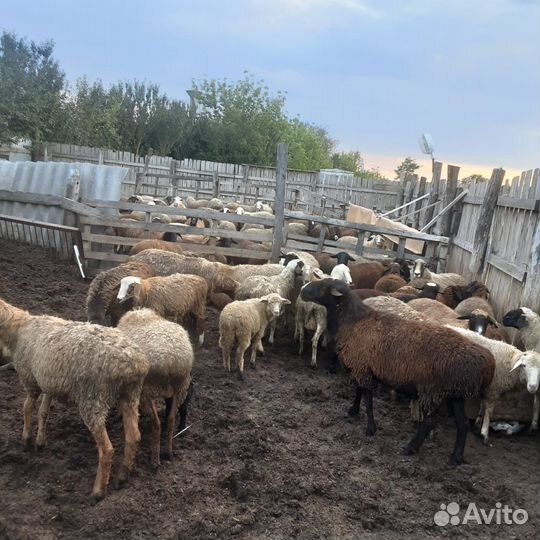 Бараны