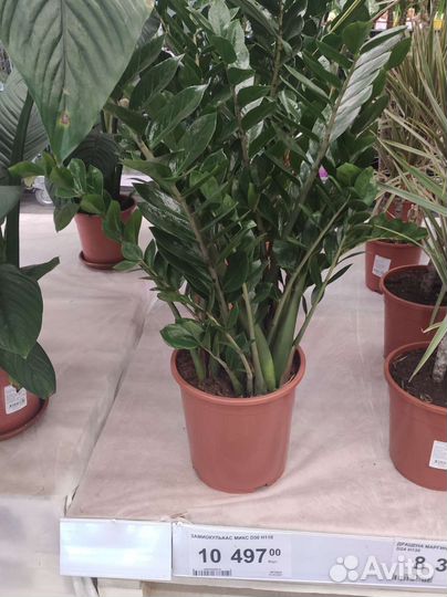 Замиокулькас (долларовое дерево) без горшка