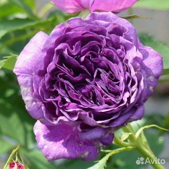 Роза Минерва саженцы