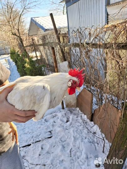 Молодые петухи