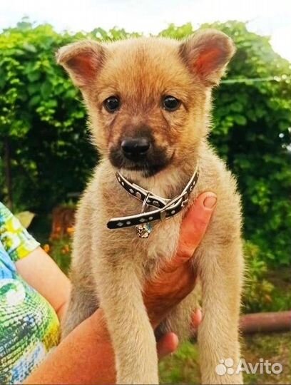 В добрые руки