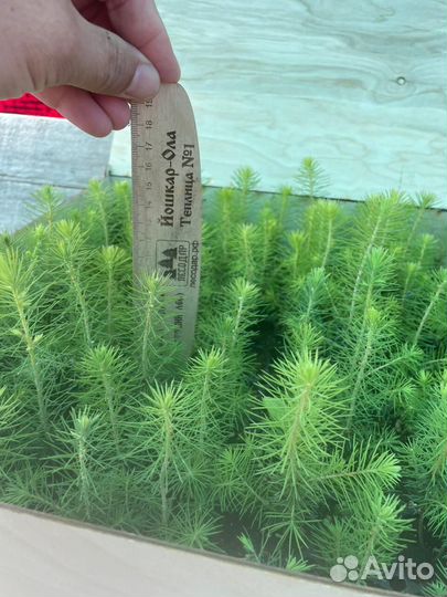 Саженцы ели европейской зкс от производителя