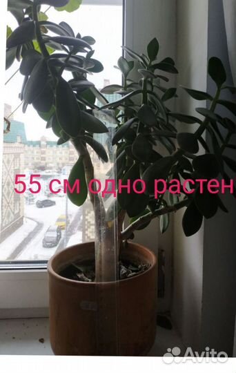 Домашние растения