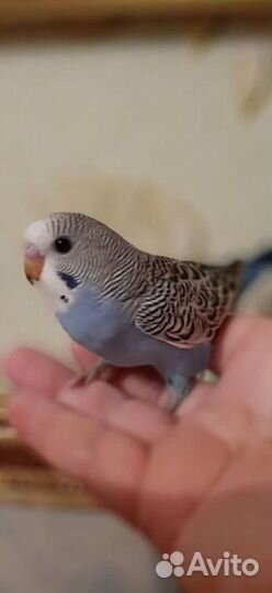 Передержка птиц,животных