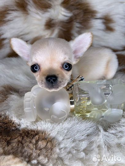 Очаровательный Mini Малыш