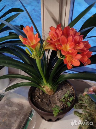 Кливия вариегатная