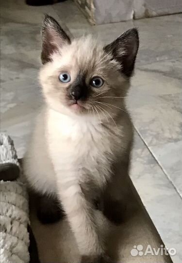 Тайские котята