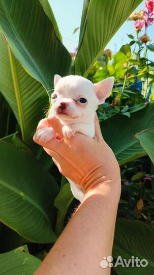 Щенки чихуахуа мини