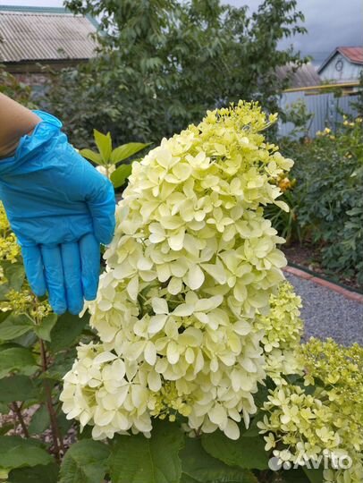 Гортензия метельчатая