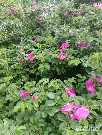 Саженцы шиповника