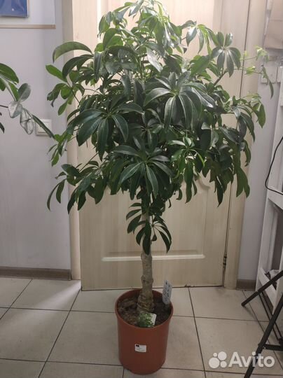 Шефлера штамб дерево 120-130 см