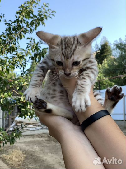 Бенгальские котята