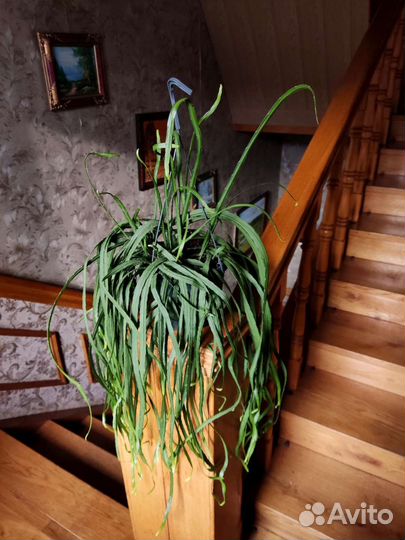 Леписмиум Боливианум