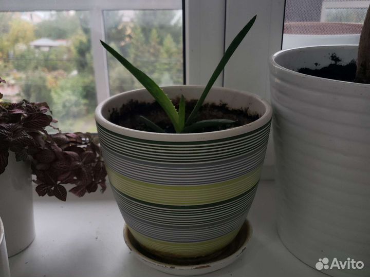 Алоэ широколистное молодое в керамическом горшке