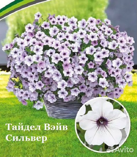 Петуния ампельная