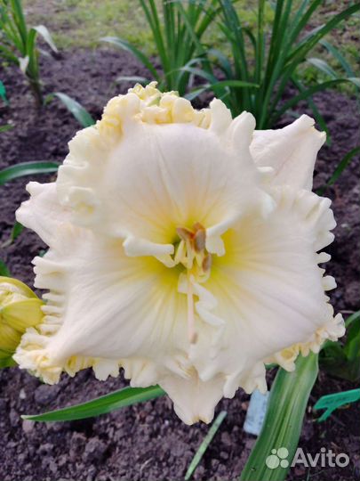 Лилейники сортовые