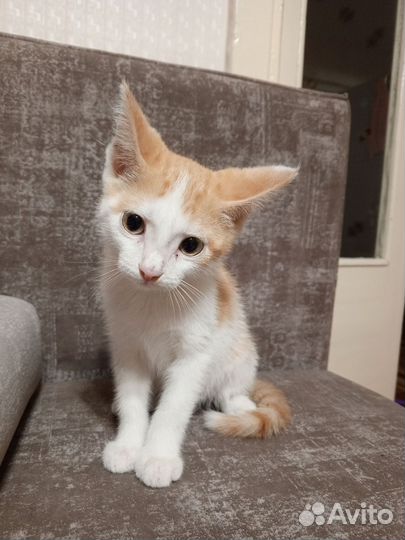 Срочн0 пристраивается котёнок