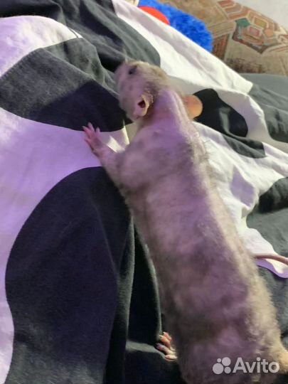 Крыса рекс/дамбо