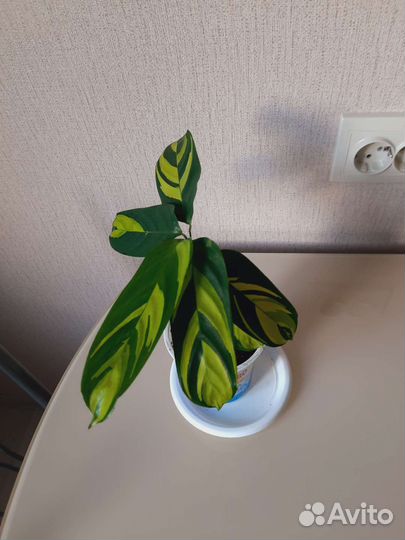 Ктенанта Лубберса