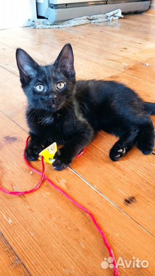 Отдадим котят в добрые руки