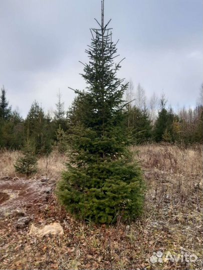 Пихта Сибирская