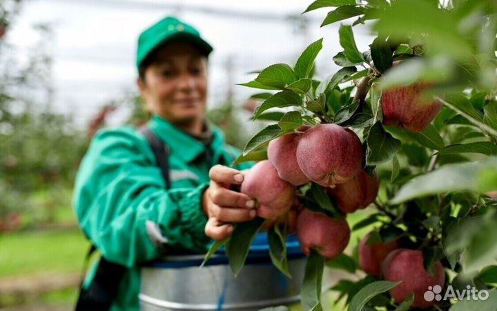 Вахта Сборщик яблок