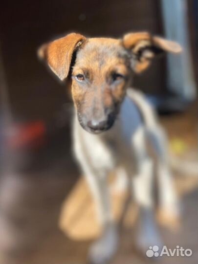 Щенок местис курцхаара бесплатно в добрые руки