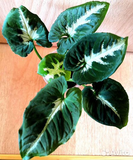 Сингониумы