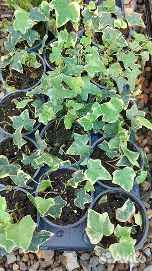 Плющ хедера комнатный