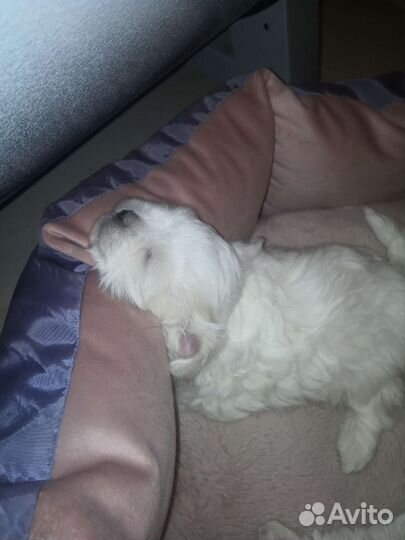 Собака маленькая порода. Мальтийская болонка