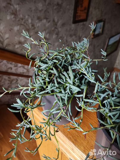 Сенецео Крестовник халианус