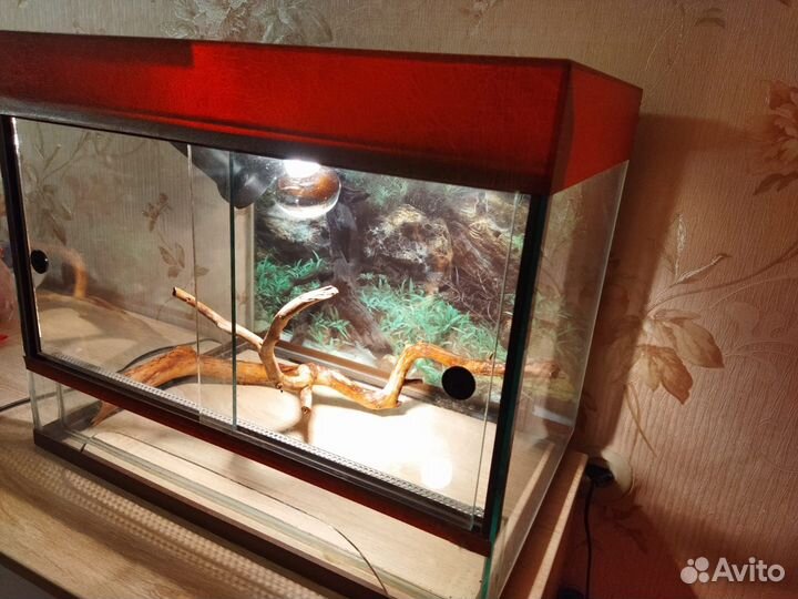 Террариум для змеи бу