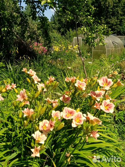 Растения для сада