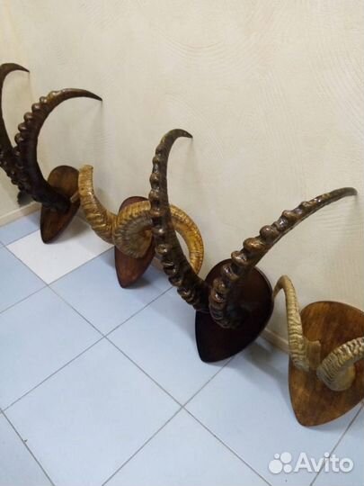 Рога на медальоне