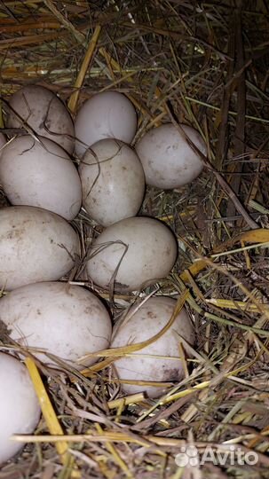 Инкубационное яйцо мускусной утки индоутки