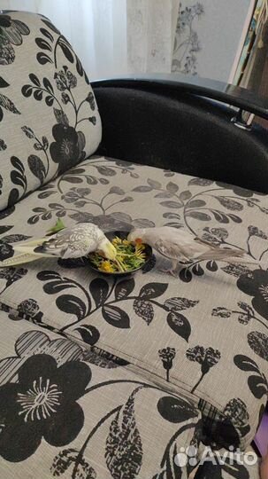 Попугай корелла с клеткой