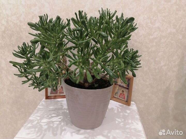 Декоративные цветы