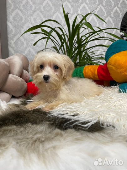 Мальтипу карамелька