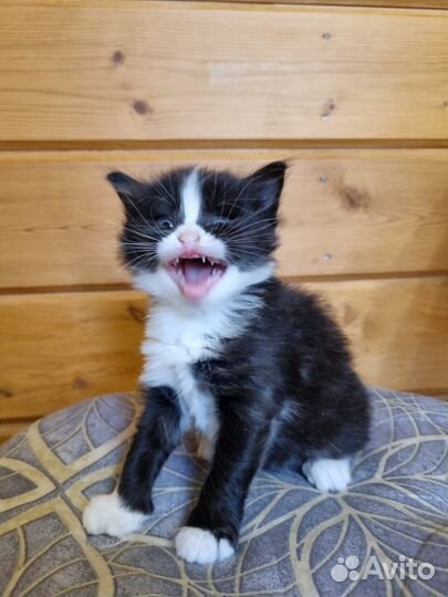 Котята 1,6 мес